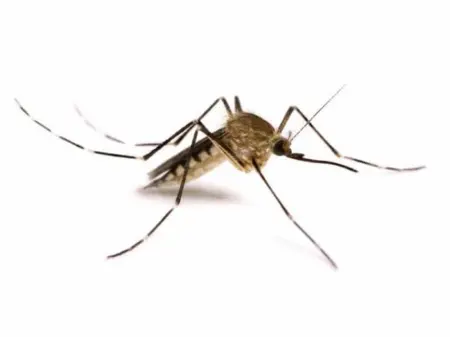 Difendersi dall’Aedes Koreicus: Guida alla Salute Maschile contro la Zanzara Coreana.